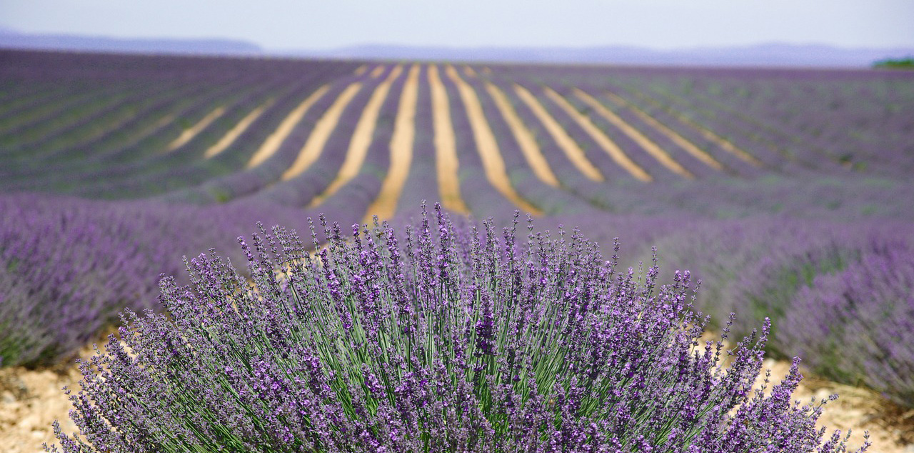 Lavendel mark